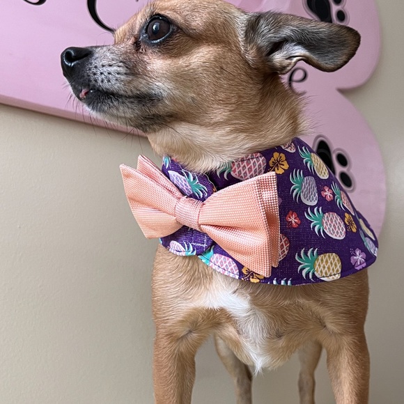 BOWTIE COLLARS - Picture 3 of 6